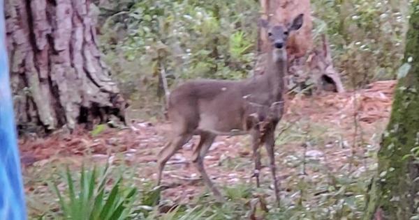 Deer closeup