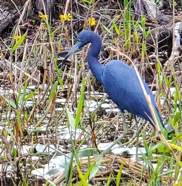 [Great Blue Heron crowned with flowers, Suwannee River, Okefenokee Swamp, 2019-12-07]