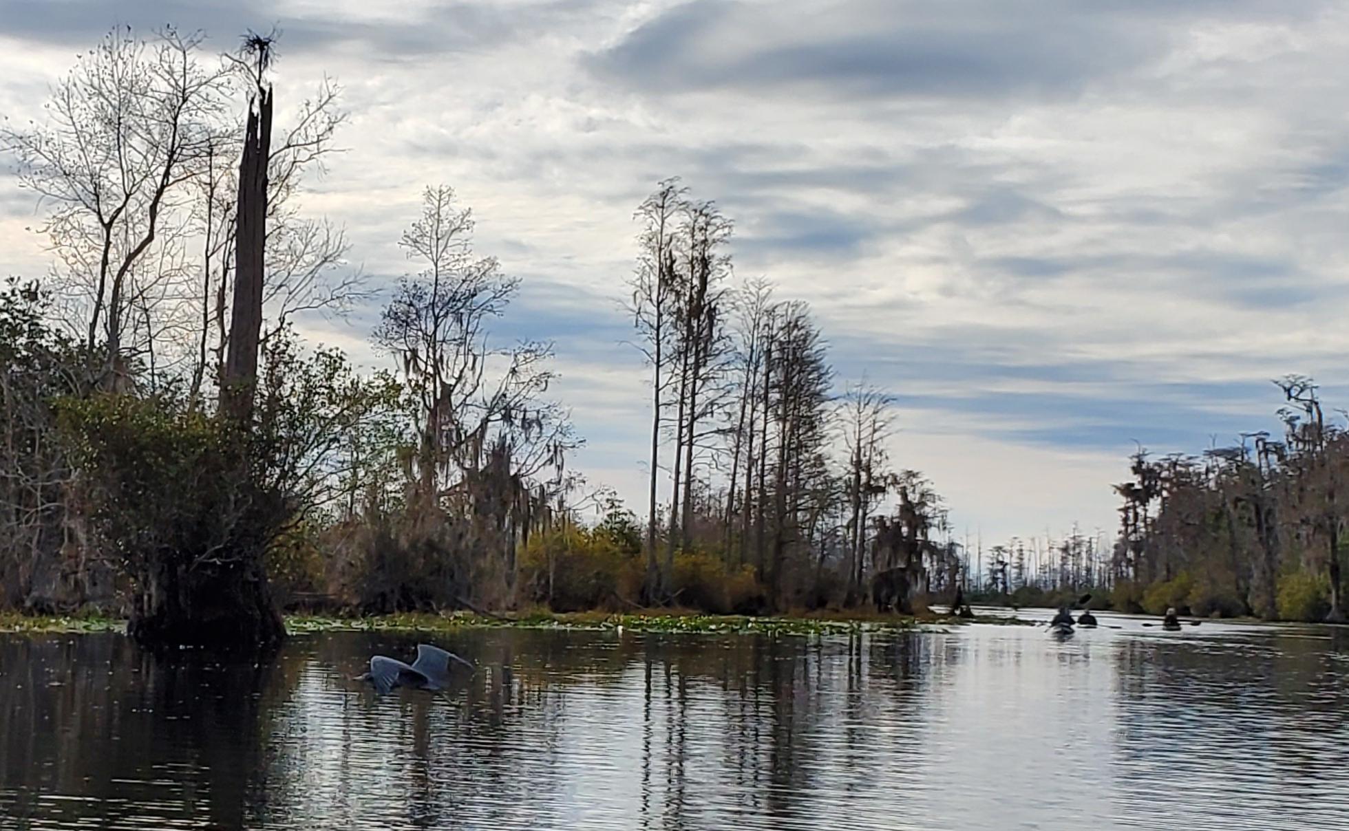 Great Blue Heron flying, Suwannee River, Okefenokee Swamp, 2019-12-07