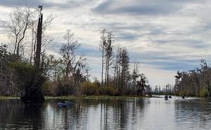 [Great Blue Heron flying, Suwannee River, Okefenokee Swamp, 2019-12-07]