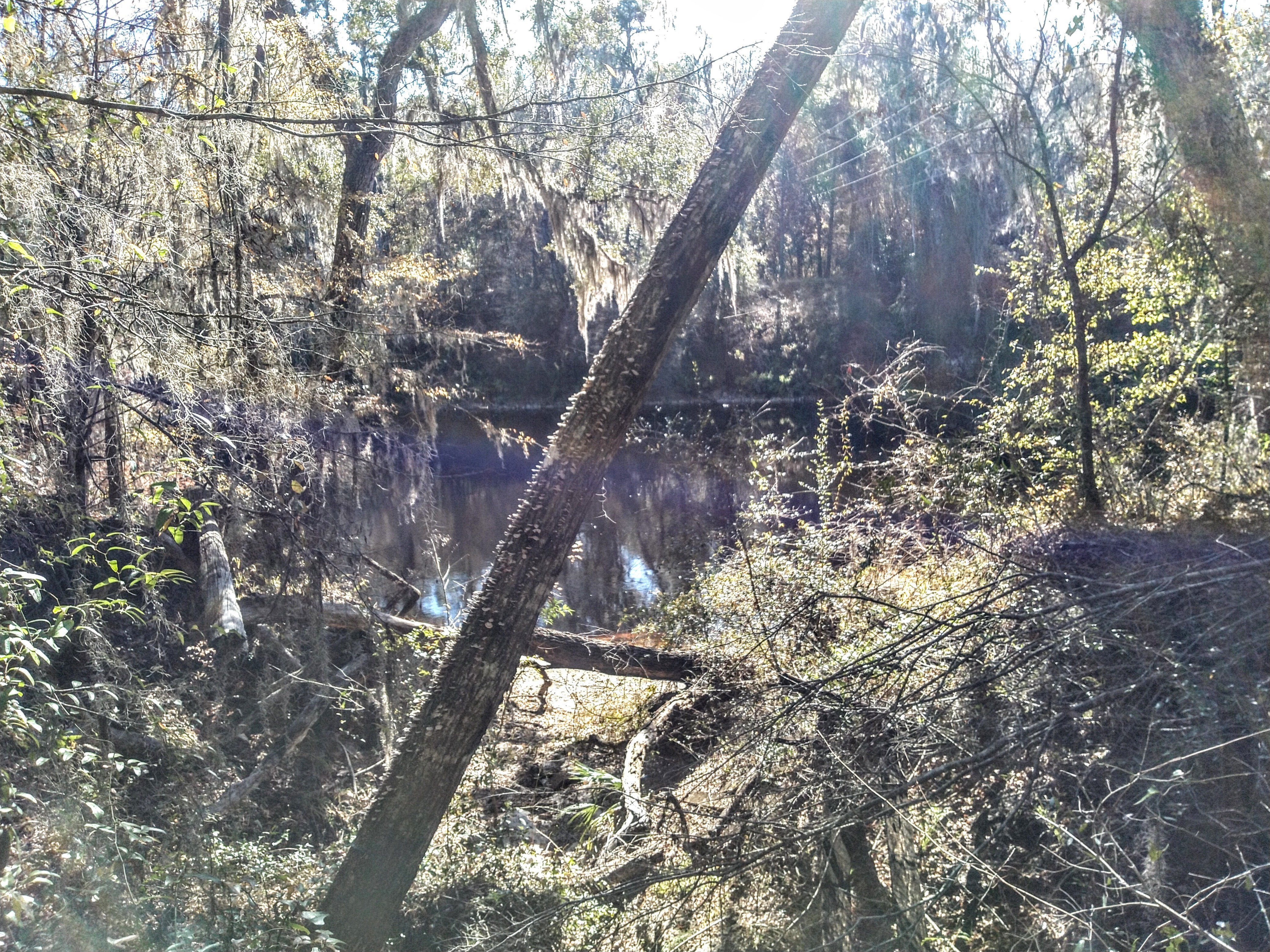 Suwannee River @ Gibson Park