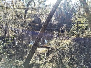 [Suwannee River @ Gibson Park]