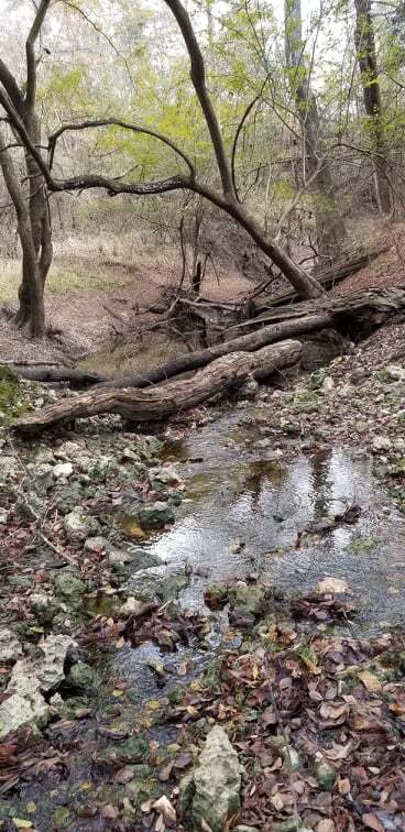 Deadfalls in distributary --Susan Liden