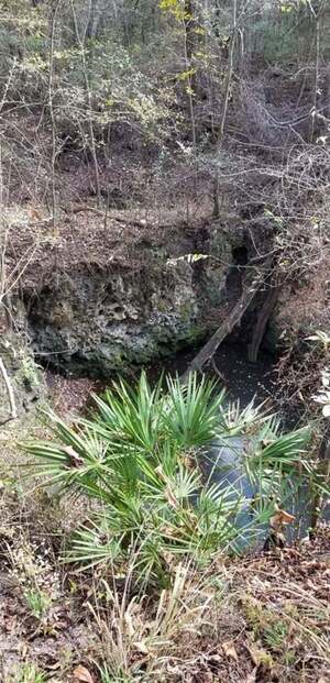 [Palmettos --Susan Liden]