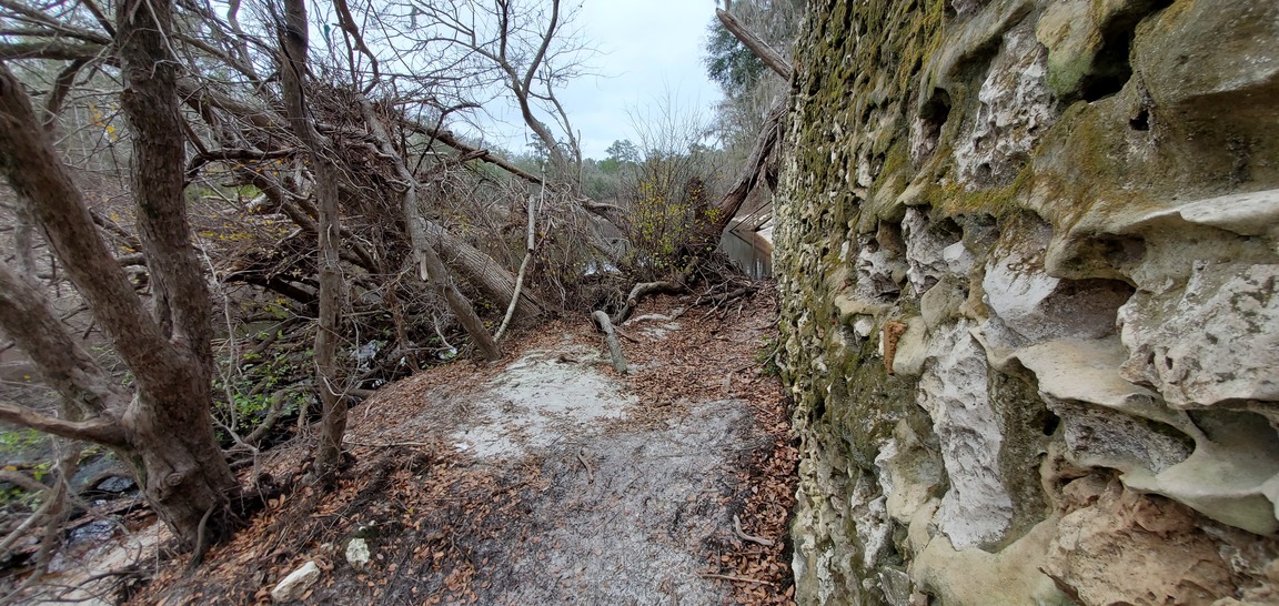 Upstream tree through window