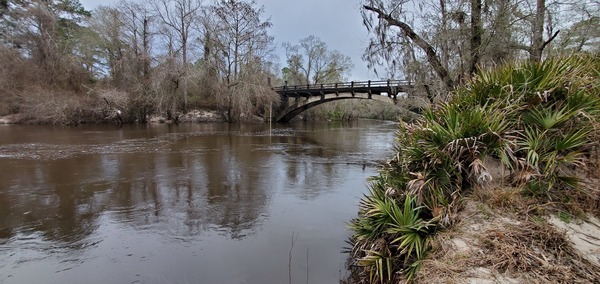 [Palmettos and Spook Bridge]