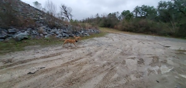 [Dogs at State Line]