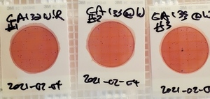 [100 cfu/100 mL, GA 133, Withlacoochee River]