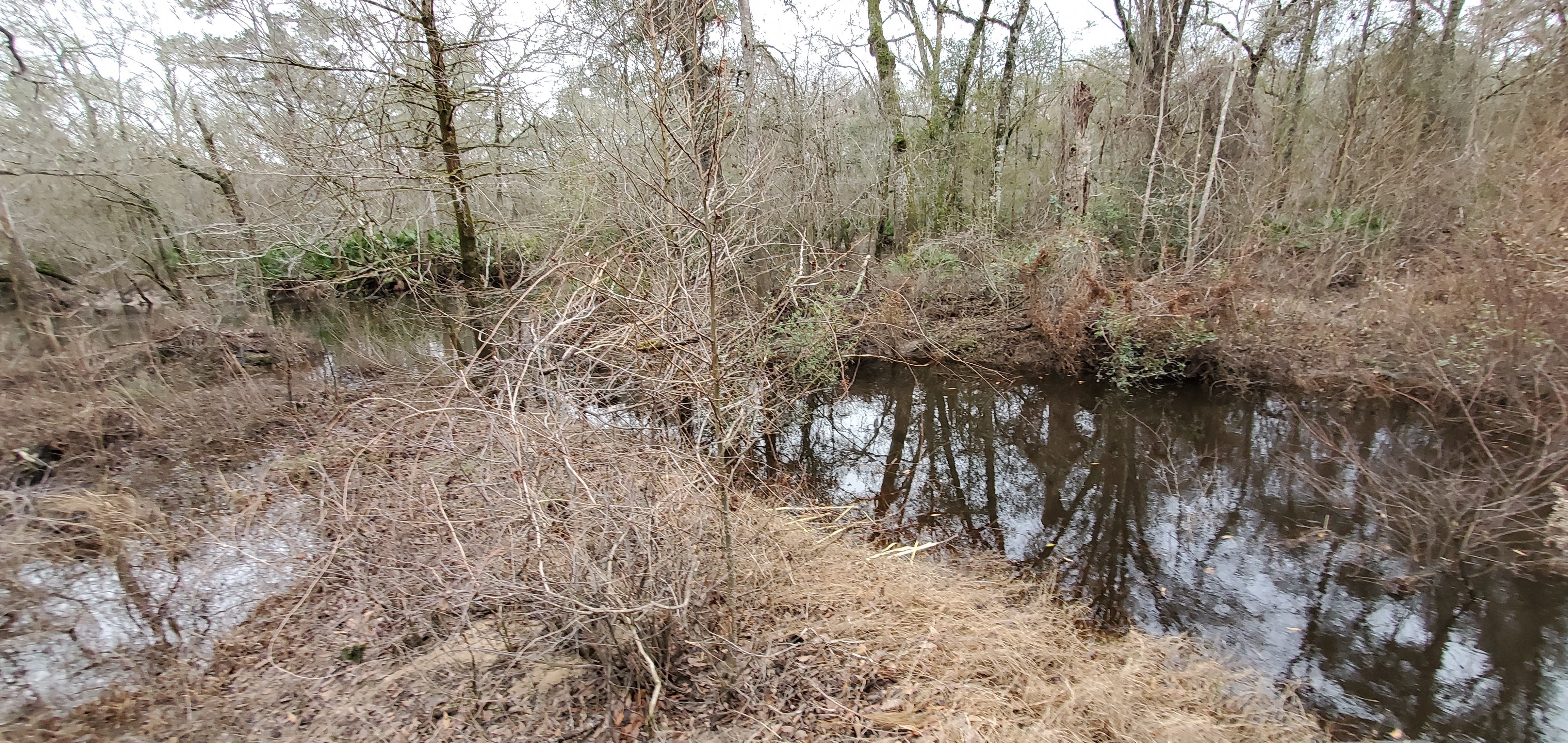 Toms Branch, Withlacoochee River, 12:07:23, 30.9822675, -83.2648693