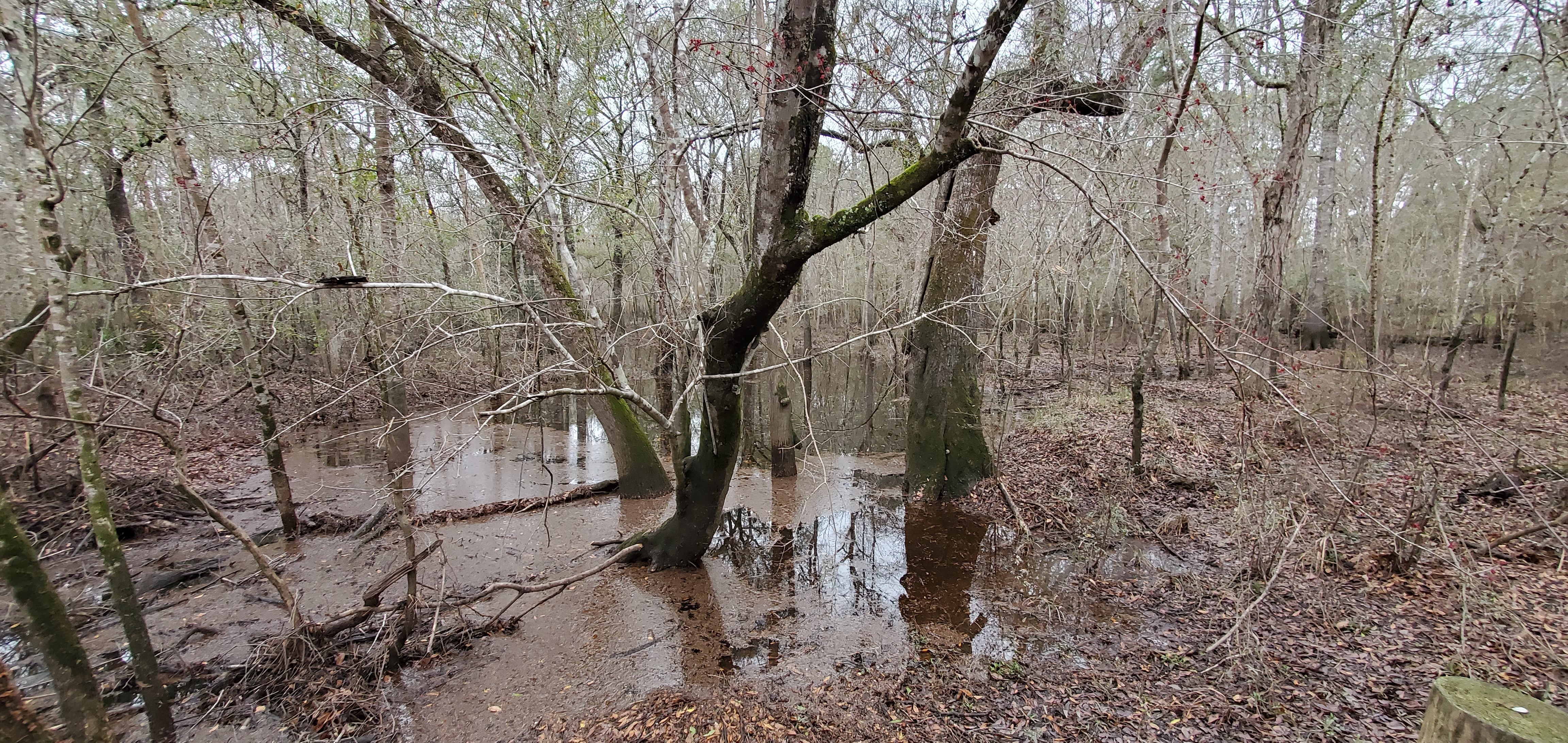 Toms Branch swampy north of Franklinville Road, 12:08:10, 30.9822569, -83.2649561