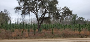 [Planted longleaf across the road, 11:52:54, 30.9829600, -83.2775670]