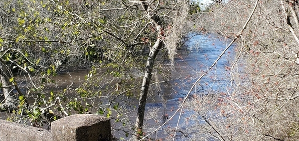 [Upstream with red maple]