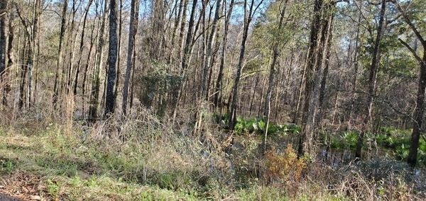 Downstream wet at Blue Springs Road