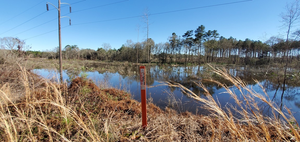 Wider view Sabal Trail underwater