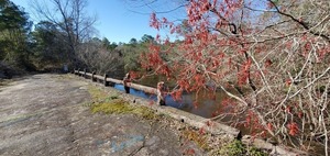 [Red maples and slough upstream in Brooks County]