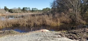 [Upstream culvert Tiger Creek]