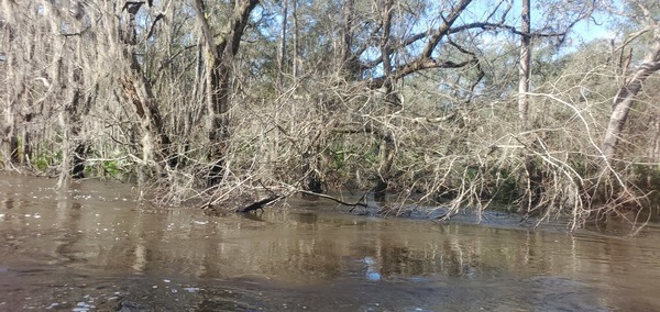 Tree limbs in water, 09:51:58, 30.8392603, -83.3644126