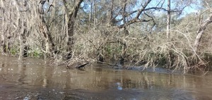 [Tree limbs in water, 09:51:58, 30.8392603, -83.3644126]