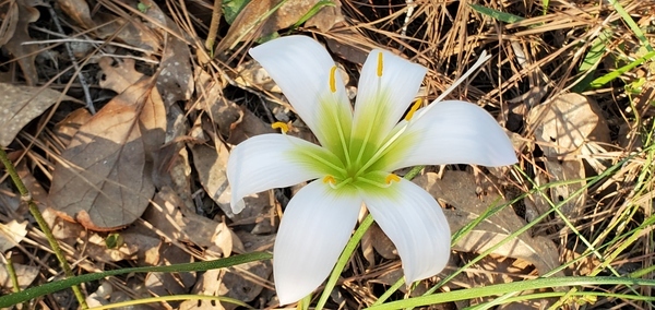 [Photo: jsq, Treat's Rain Lily, Zephyranthes atamasca var. treateiae, 2021-03-14]