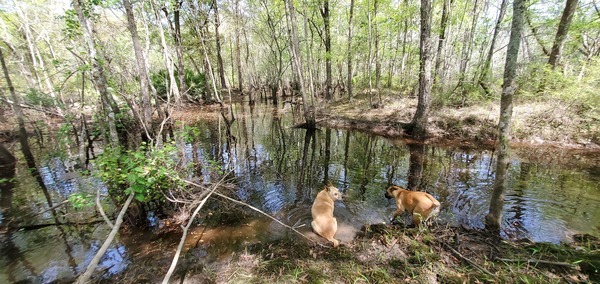 Yellow Dog, Honeybun, Youngs Mill Creek, 12:56:01, 31.1209471, -83.3219894