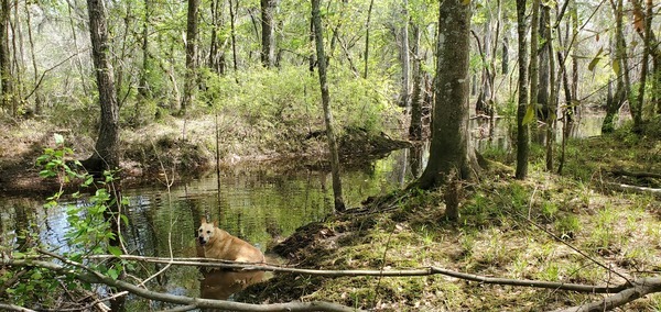 Yellow Dog, Youngs Mill Creek, Withlacoochee River, 12:56:24, 31.1209565, -83.3219949