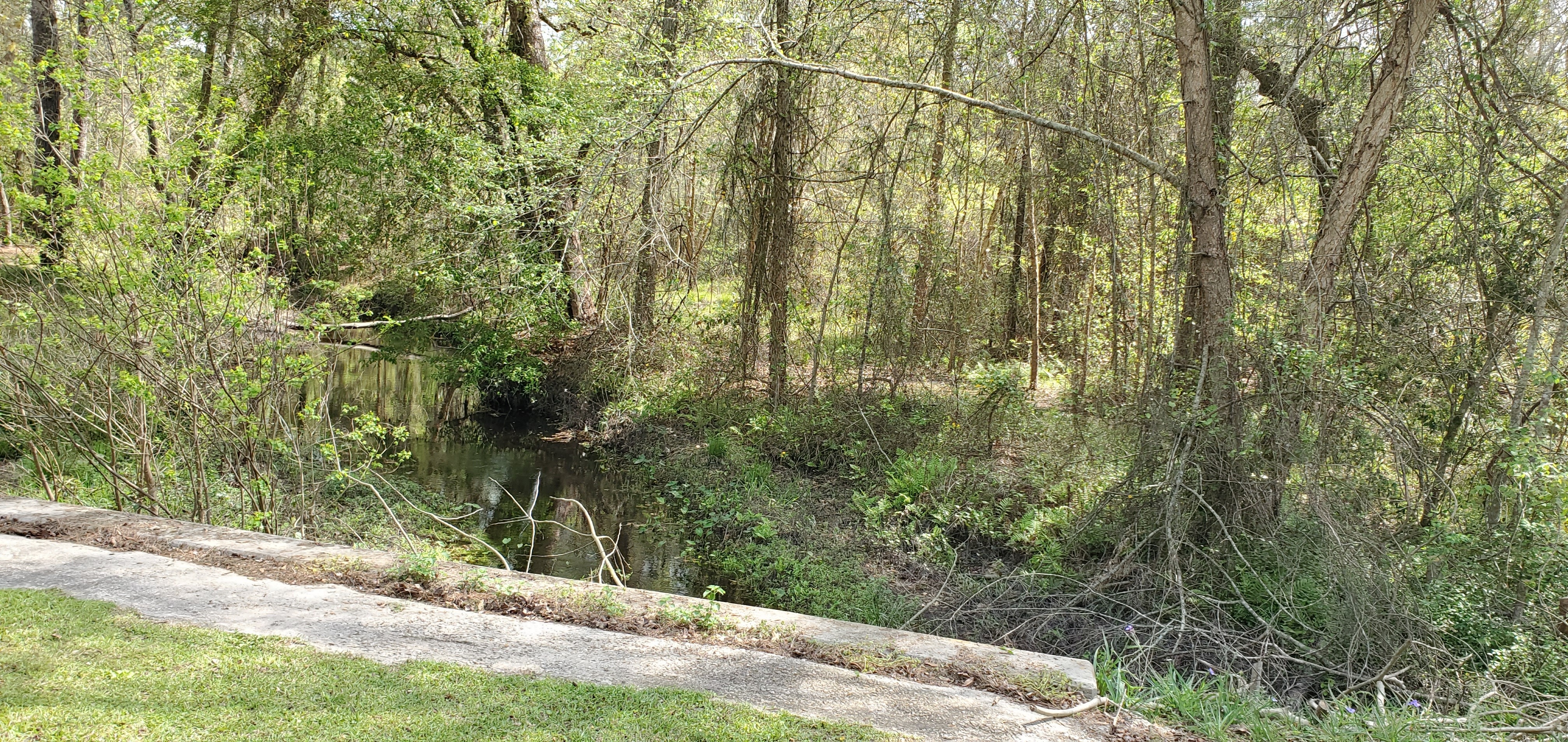 Upstream, Beaverdam Creek, Park Street, 12:18:31, 31.0713167, -83.2024435