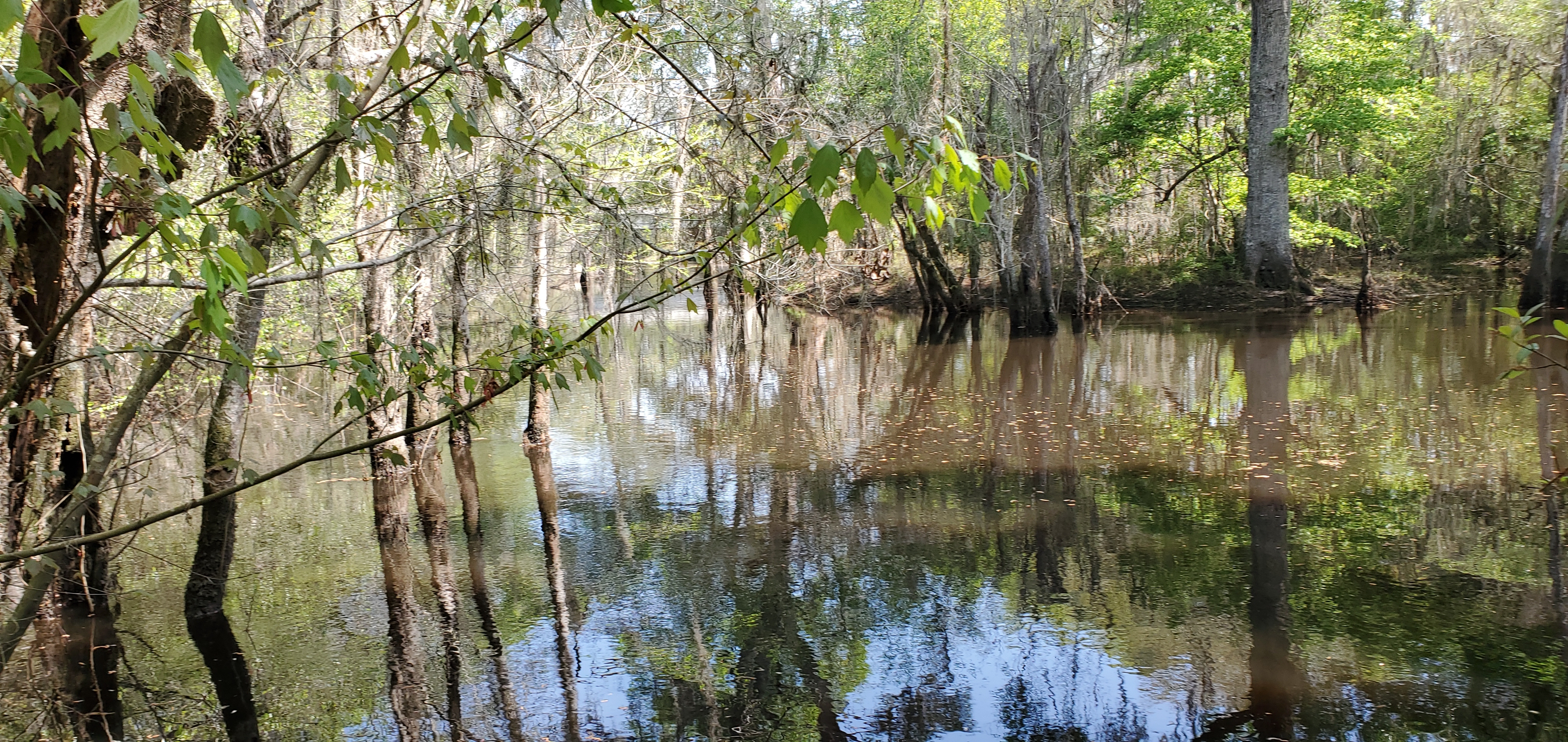 Looking upstream towards the GA 37 bridge, 12:38:57, 31.1193600, -83.3222830