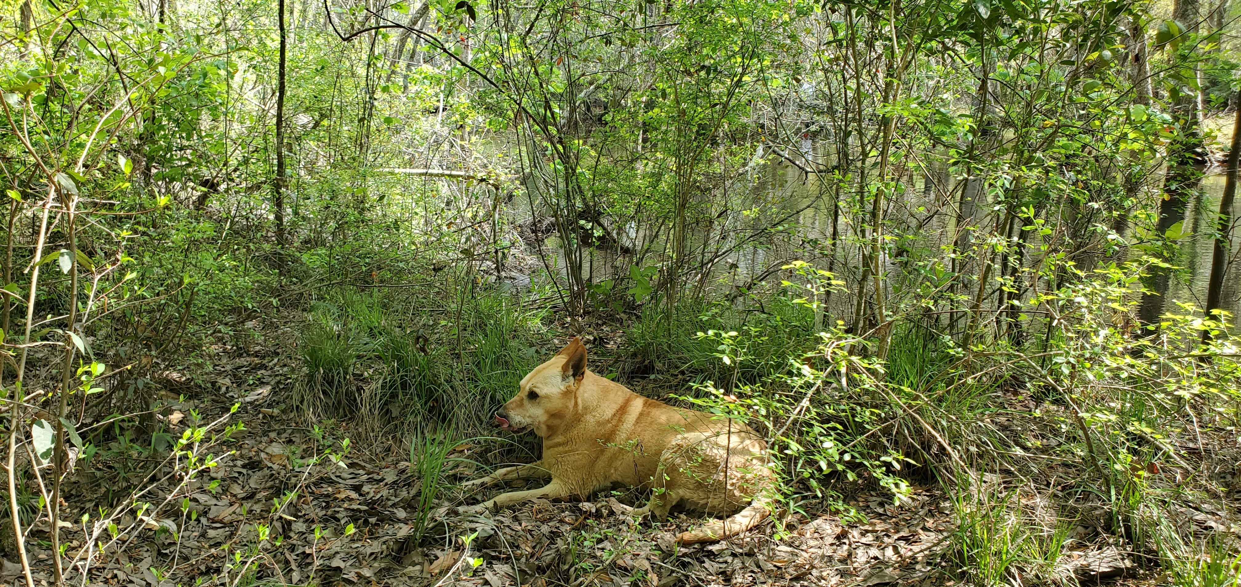 Yellow Dog, woods, 12:46:29, 31.1194986, -83.3220372