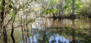 [Looking upstream towards the GA 37 bridge, 12:38:57, 31.1193600, -83.3222830]