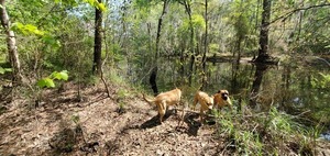 [Yellow Dog, Nellie, Honeybun, 12:42:43, 31.1195653, -83.3221157]