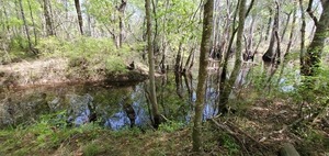 [Youngs Mill Creek Confluence, Withlacoochee River, 12:55:38, 31.1209359, -83.3219942]