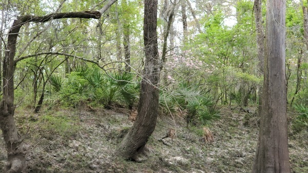 [Palmettos and wild azaleas, 11:35:35, 30.8275502, -83.3889292]