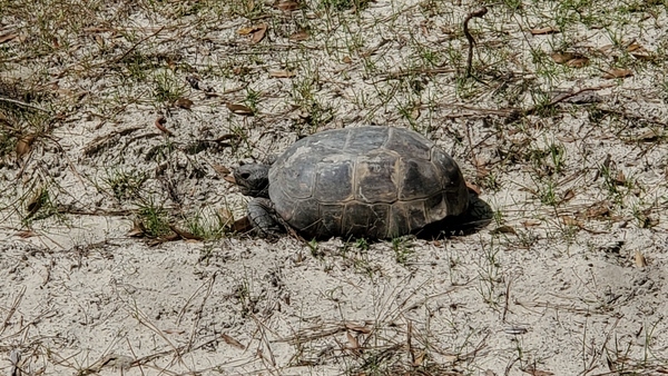 [Gopher Tortoise, 12:34:13, 30.8135890, -83.4190560]