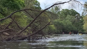 [Paddlers around a deadfall, 11:39:29, 30.8270165, -83.3929403]