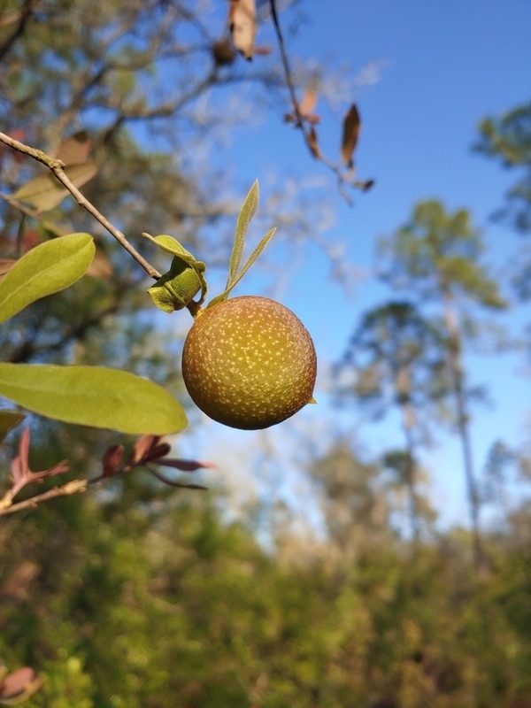 [What is this fruit?]