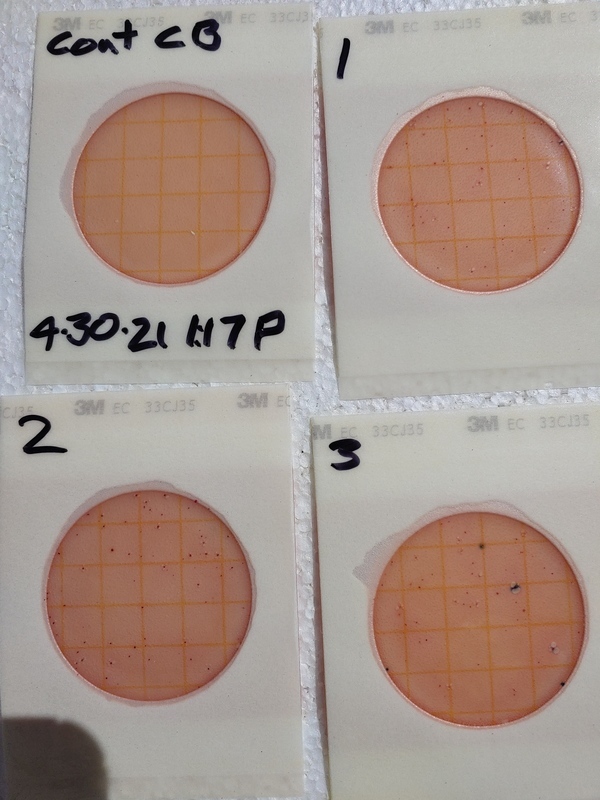 [66 cfu/100 mL: only two E. coli colonies]