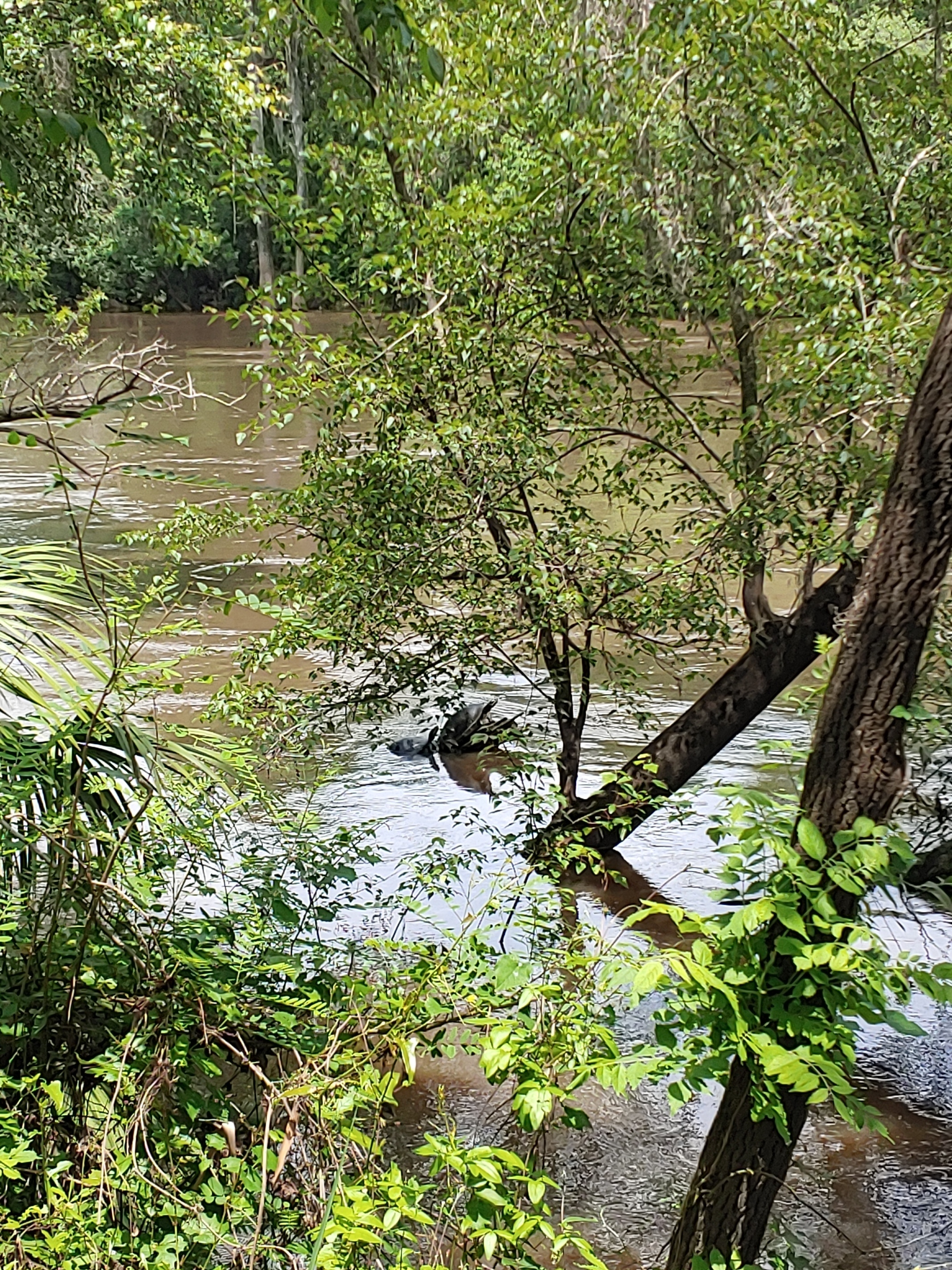 Seven-foot Withlacoochee River