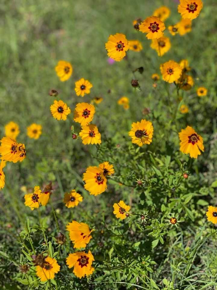 Flowers beside US 41 bridge