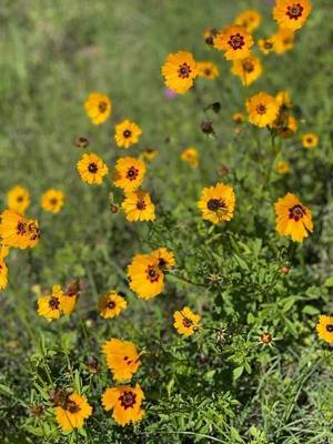 [Flowers beside US 41 bridge]