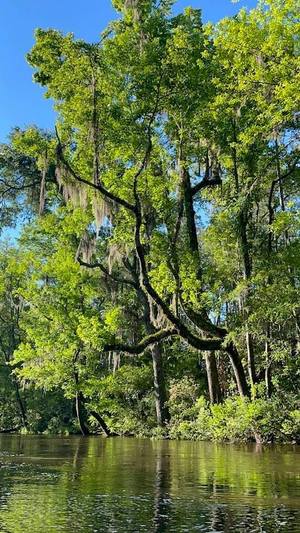 [Sun behind oak]