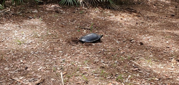 [Gopher tortoise, 11:12:32, 30.3402447, -82.6825500]