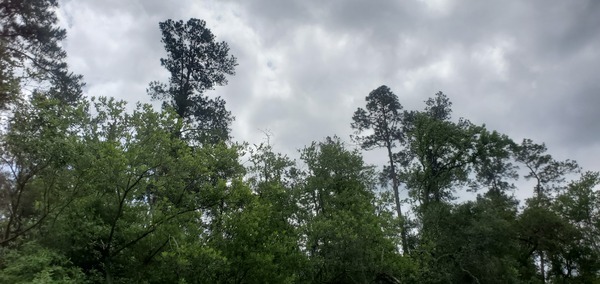 [Longleaf pines, 12:59:12, 30.3220578, -82.7151710]