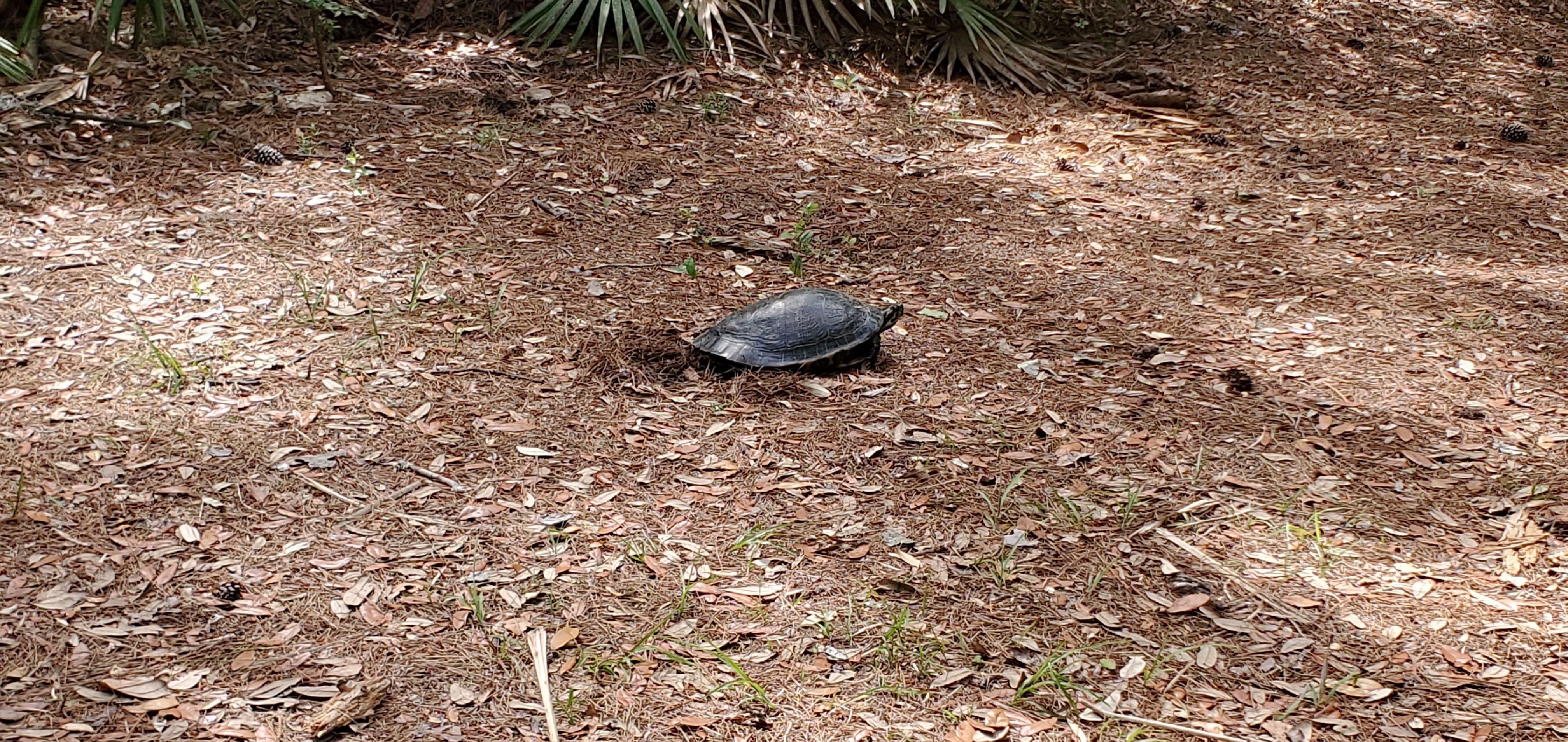 Gopher tortoise, 11:12:32, 30.3402447, -82.6825500