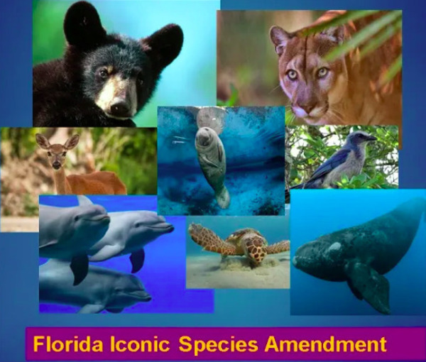 Florida Iconic Species Amendment