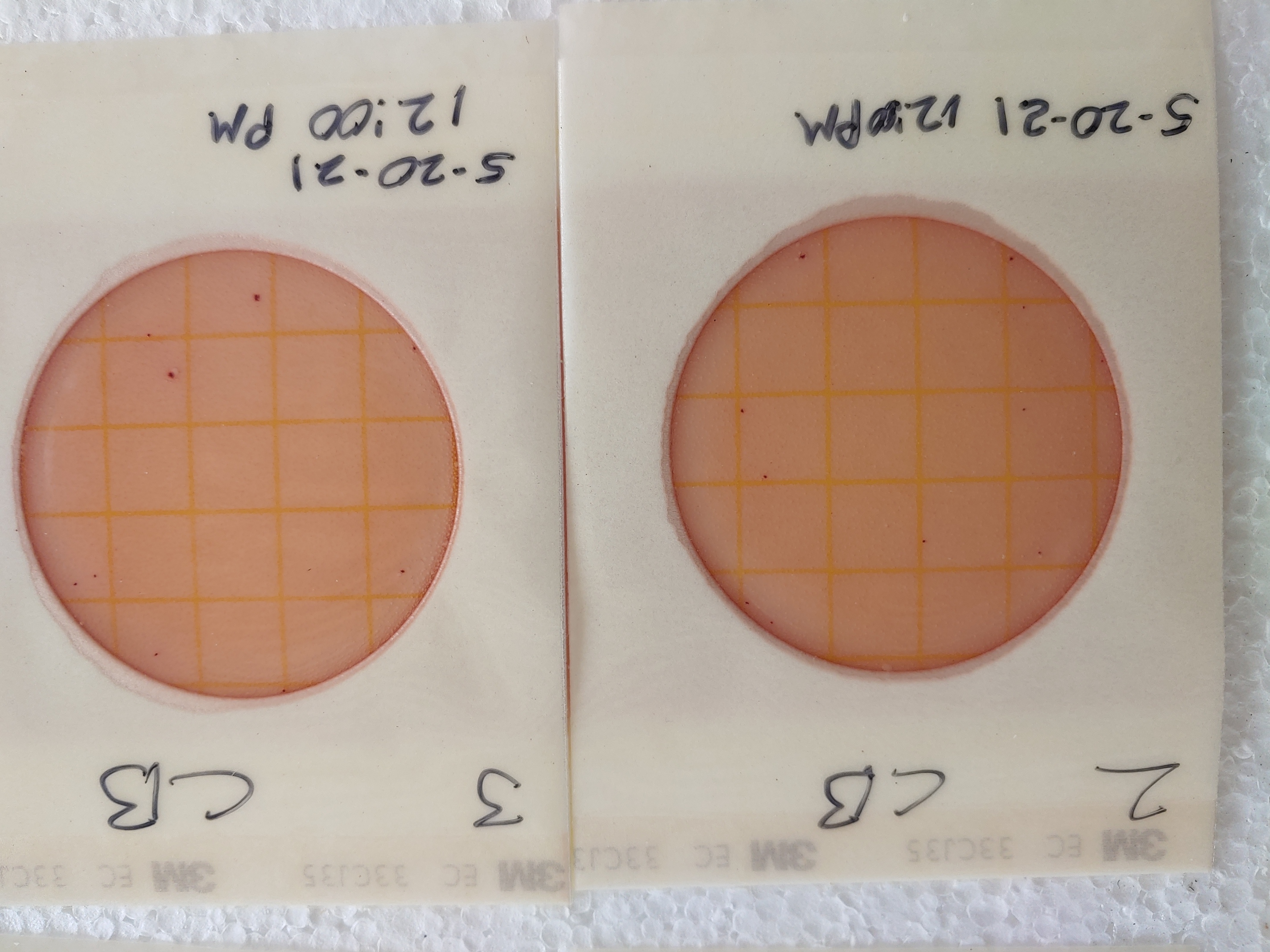 Plates 2,3, Cleary Bluff 2020-05-20