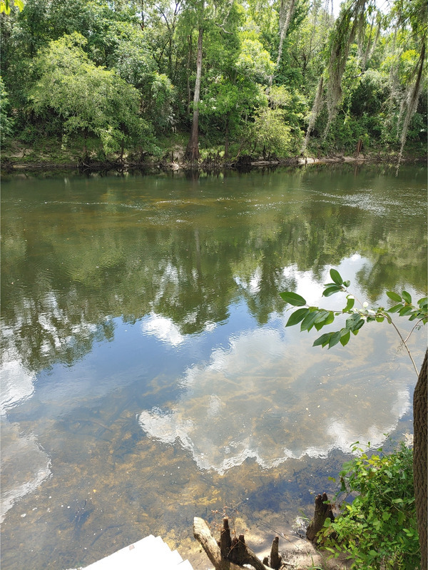 [Cleary Bluff, Withlacoochee River 2021-06-03]