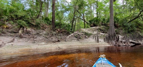 [Cypress knees and runoff path, 11:05:22, 30.6183818, -83.0810308]