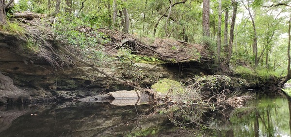 Fallen shelf, 11:34:21, 30.6127331, -83.0758356