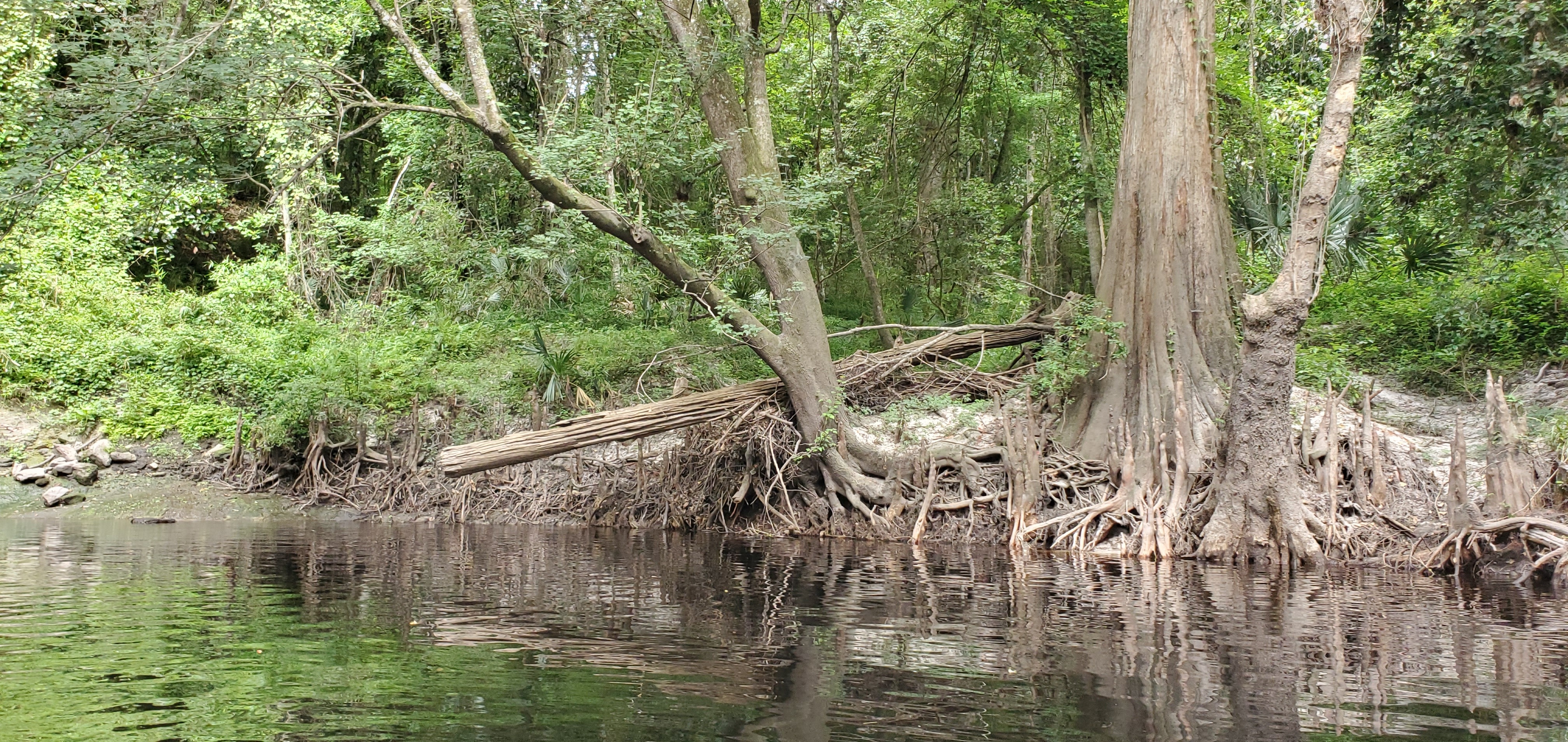 Downed tree on shore, 10:32:01, 30.6246888, -83.0897927