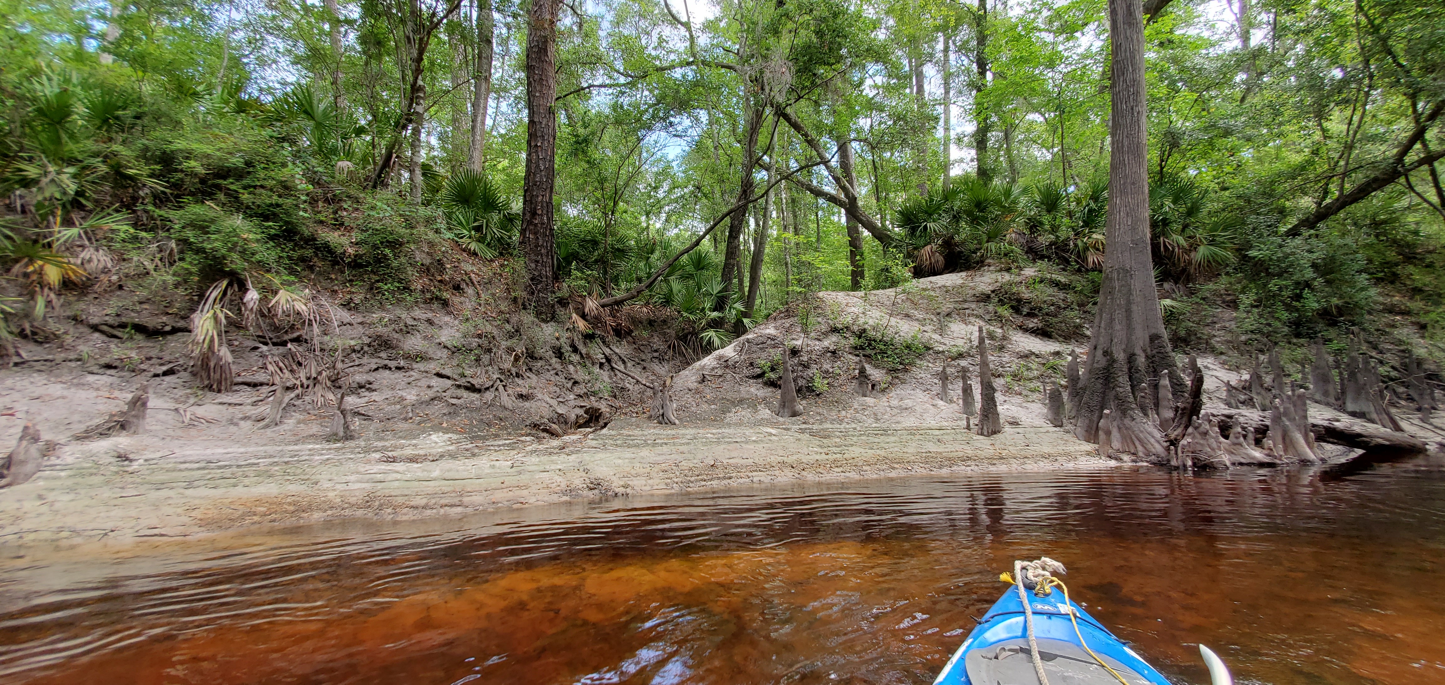 Cypress knees and runoff path, 11:05:22, 30.6183818, -83.0810308